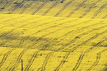 Image showing abstract textured turnip field