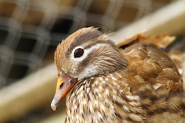 Image showing female mandarin duck closeup 