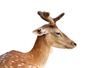 Image showing isolated portrait of fallow deer stag