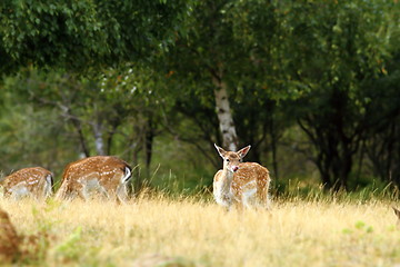 Image showing fallow deer doe in a clearing