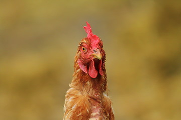 Image showing portrait of  hen