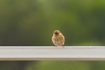 Image showing female house sparrow 