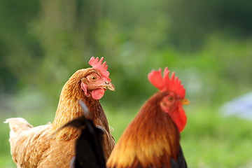 Image showing hen and rooster over green background