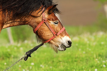 Image showing brown mare portrait