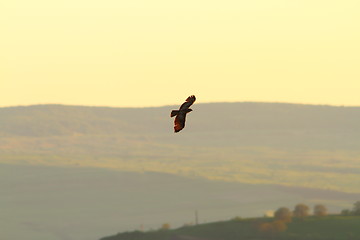 Image showing common buzzard flying over the hills