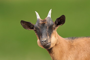 Image showing brown goat portrait looking at the camera