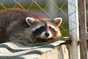 Image showing raccoon portrait at the zoo