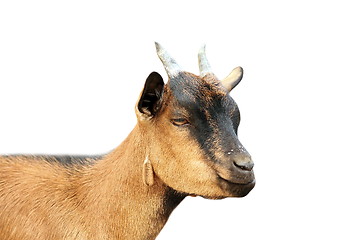 Image showing brown young goat portrait over white background