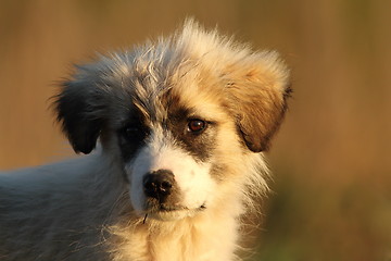 Image showing shepherd dog puppy portrait at dawn