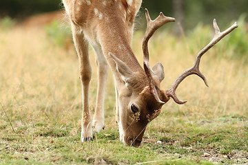 Image showing detail of fallow deer grazing