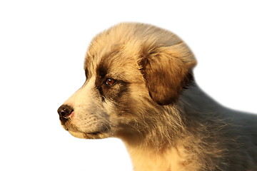 Image showing romanian shepherd puppy over white