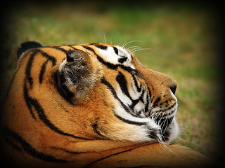 Image showing tiger portrait with vignette