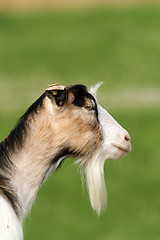 Image showing goat portrait  over green background