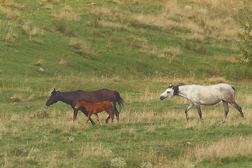 Image showing horse family near the farm