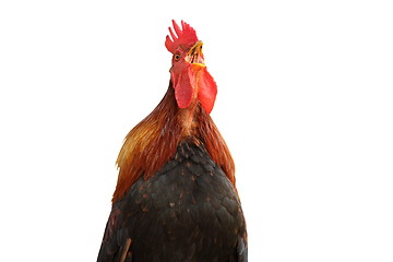 Image showing isolated colorful rooster singing