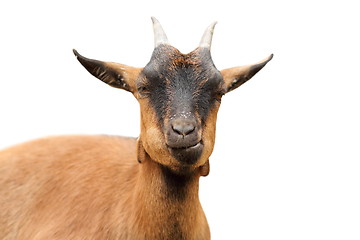 Image showing isolated closeup of brown goat