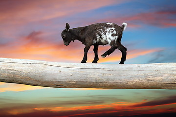 Image showing courageous young goat