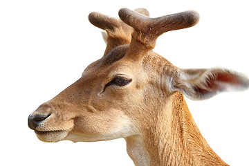 Image showing isolated portrait of  young fallow deer buck