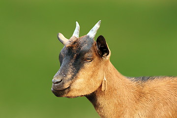 Image showing closeup of brown young goat