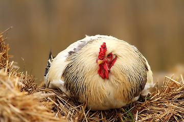 Image showing rooster on hayrich