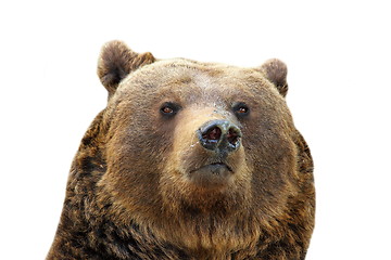 Image showing brown bear isolated portrait