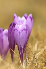 Image showing closeup of spring crocus