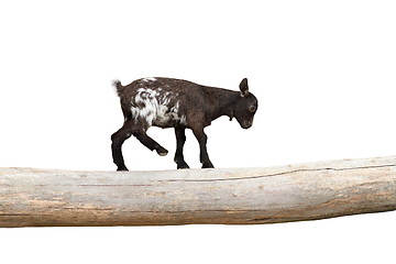 Image showing young goat  showing equilibrium on a clog