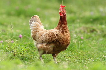 Image showing hen looking at the camera