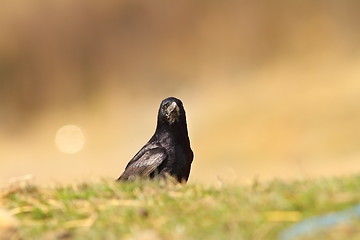 Image showing crow looking at the camera