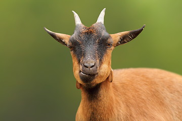 Image showing portrait of cute brown goat