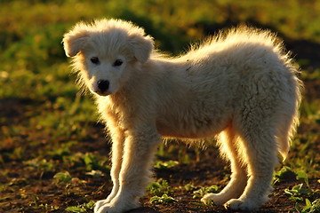 Image showing silhouette of romanian shepherd dog