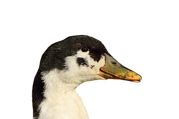 Image showing duck face over white