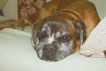 Image showing vintage effect image of boxer breed sleeping on couch