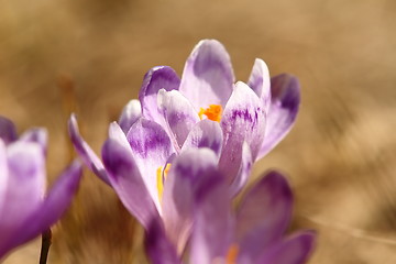 Image showing spring purple crocuses