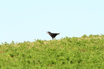 Image showing crow singing on top of the hill