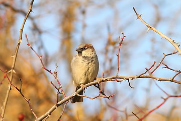 Image showing male house sparrow on twig