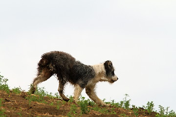 Image showing romanian shepherd dog