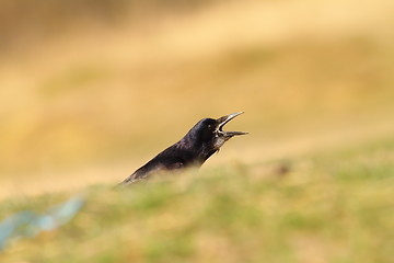 Image showing crow singing in green field