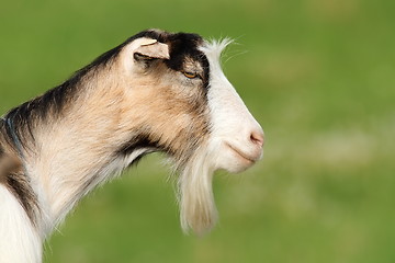 Image showing funny bearded goat