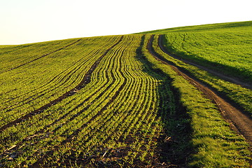 Image showing wheat field in spring