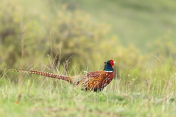 Image showing male pheasant in green grass