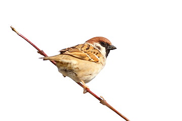 Image showing isolated male sparrow on twig