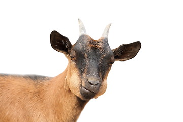 Image showing funny young  male goat over white