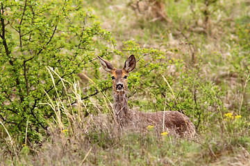 Image showing roe deer doe in the bushes