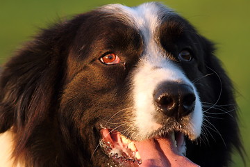 Image showing portrait of romanian shepherd dog