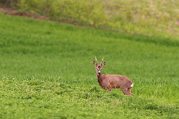 Image showing beautiful roe deer buck grazing in alfalfa field