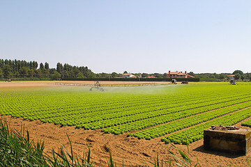 Image showing Salad field irrigation