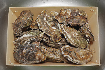 Image showing Oysters in Crate