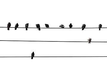 Image showing Birds on wire