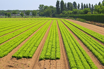 Image showing Salad garden